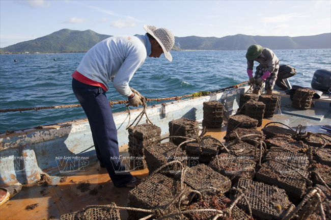 Hoạt động nuôi trai lấy ngọc của doanh nghiệp Ngọc Hiền ở Côn Đảo. (Ảnh: Lê Minh)
