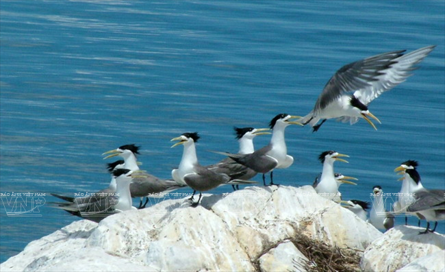 Chim nhạn Côn Đảo. (Ảnh: Tư liệu Vườn Quốc gia Côn Đảo)
