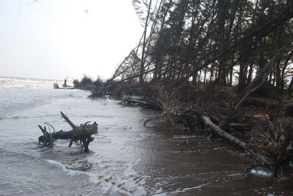Rừng dương phòng hộ cồn Ngoài bị sóng biển đánh bật gốc nằm ngổn ngang. (Ảnh: Văn Trí/TTXVN) 