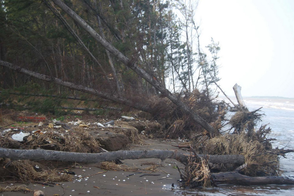 Rừng dương phòng hộ cồn Ngoài bị sóng biển đánh bật gốc nằm ngổn ngang. (Ảnh: Văn Trí/TTXVN)