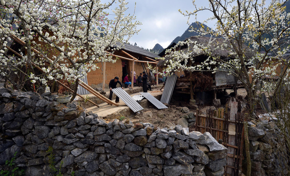 Màu trắng hoa mận bên những bức tường đá tạo nên vẻ đẹp quyến rũ nơi vùng cao. (Ảnh: Thanh Hà/TTXVN)