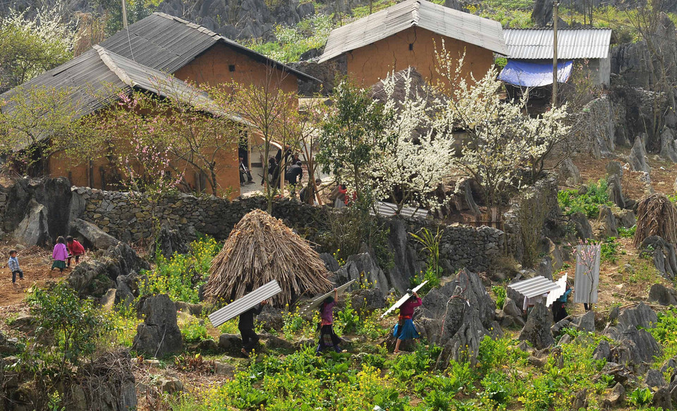 Màu trắng hoa mận bên những bức tường đá tạo nên vẻ đẹp quyến rũ nơi vùng cao. (Ảnh: Thanh Hà/TTXVN)