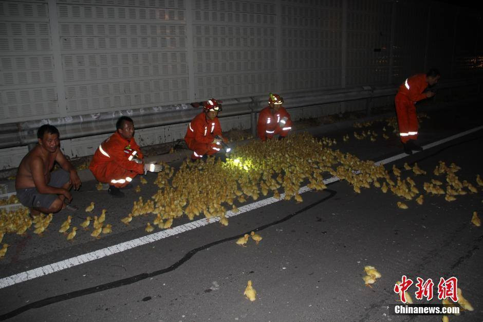 Vụ tai nạn khiến 3 tài xế bị mắc kẹt trong xe nhưng hàng nghìn chú vịt con lại có cơ hội để tẩu thoát. (Nguồn: CCTVNews)