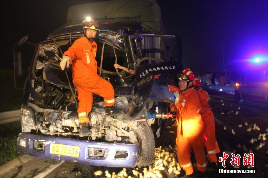 Vụ tai nạn khiến 3 tài xế bị mắc kẹt trong xe nhưng hàng nghìn chú vịt con lại có cơ hội để tẩu thoát. (Nguồn: CCTVNews)