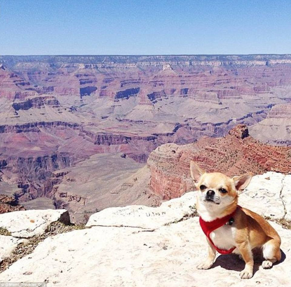 Miami thực sự nổi tiếng sau khi cô chủ Marianna chia sẻ những hình ảnh của chú cún trên mạng Instagram. (Nguồn: CCTVNews)