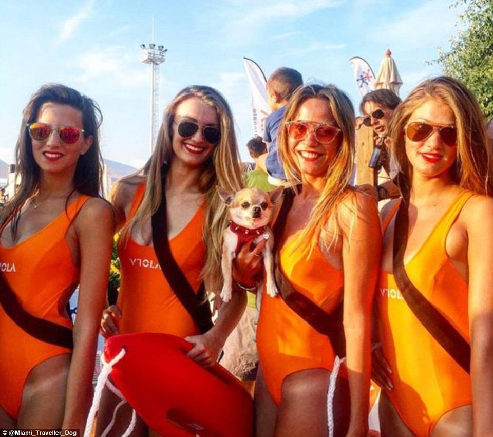 Chủ của Miami là Marianna Chiaraluce, một người làm việc trong lĩnh vực khách sạn. Vì vậy, cô luôn mang chú cún cưng theo những chuyến đi của mình. (Nguồn: CCTVNews)