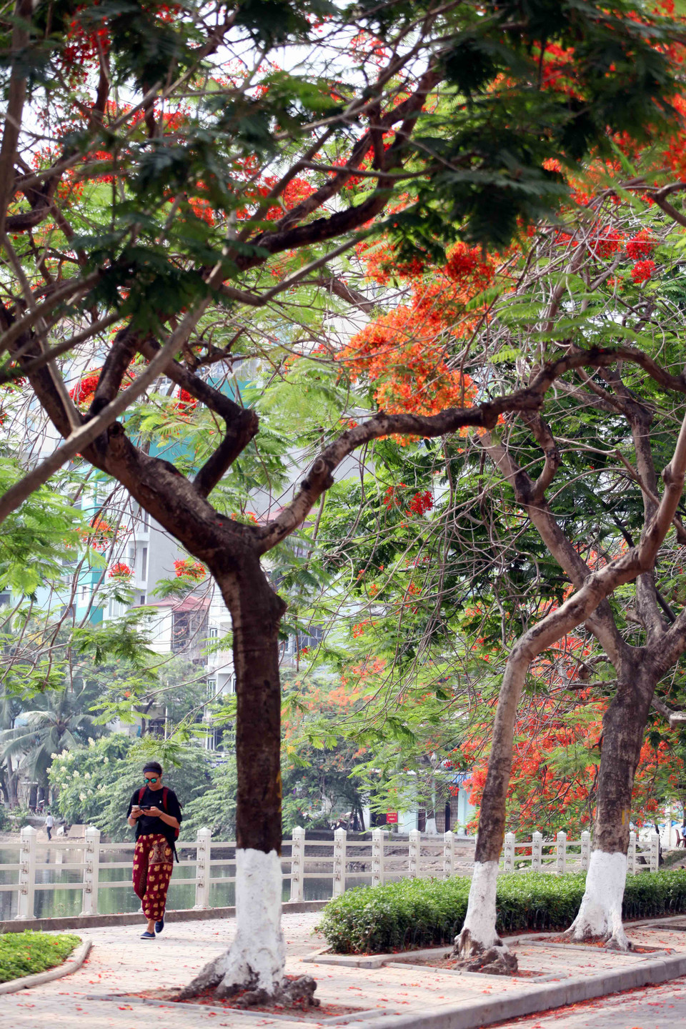 Du khách tản bộ dưới hàng phượng vỹ. (Ảnh: Doãn Đức/Vietnam+)
