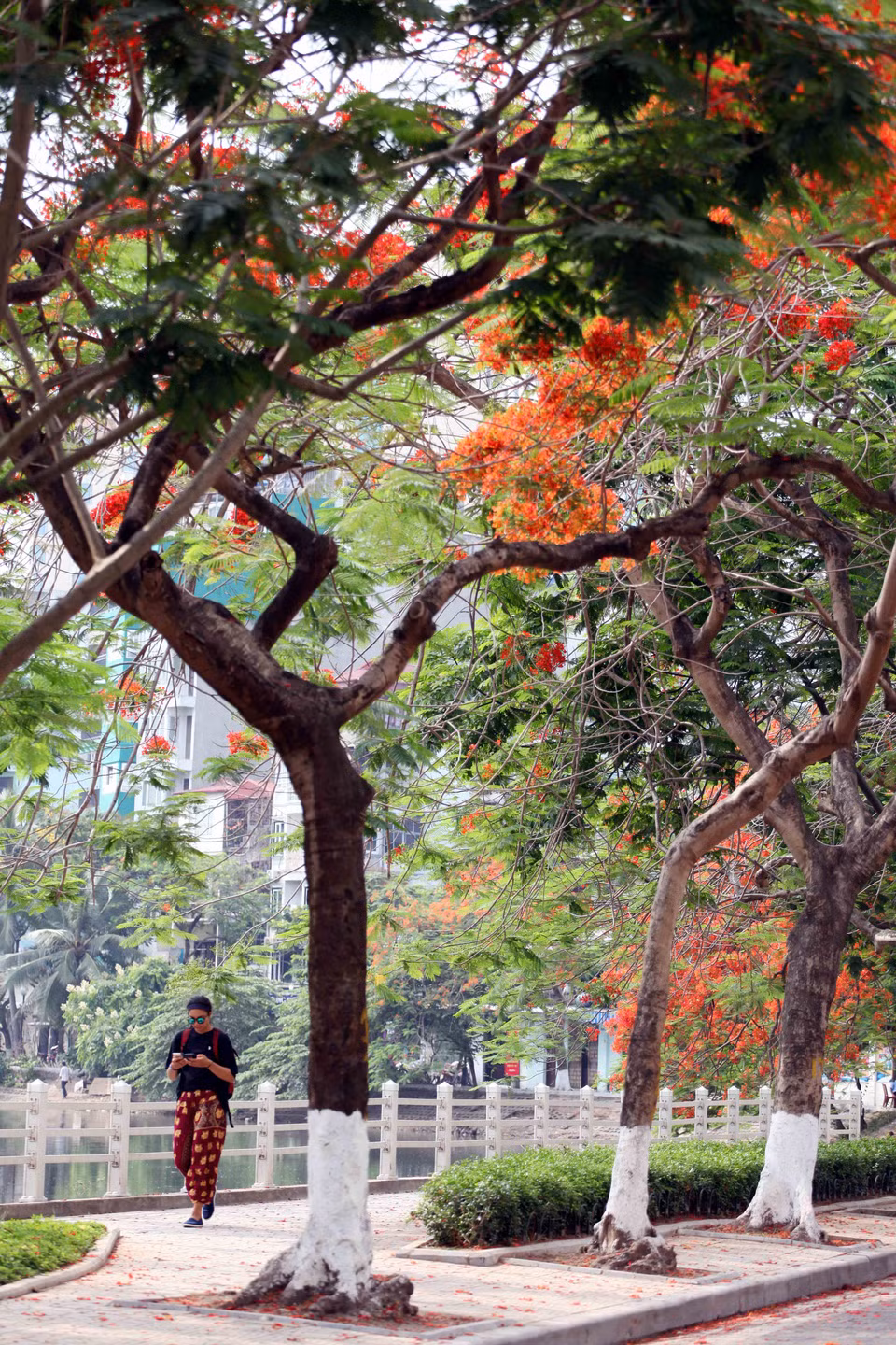 Du khách tản bộ dưới hàng phượng vỹ. (Ảnh: Doãn Đức/Vietnam+)