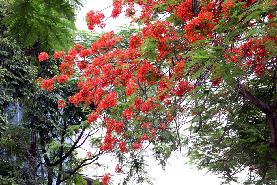 (Ảnh: Doãn Đức/Vietnam+)