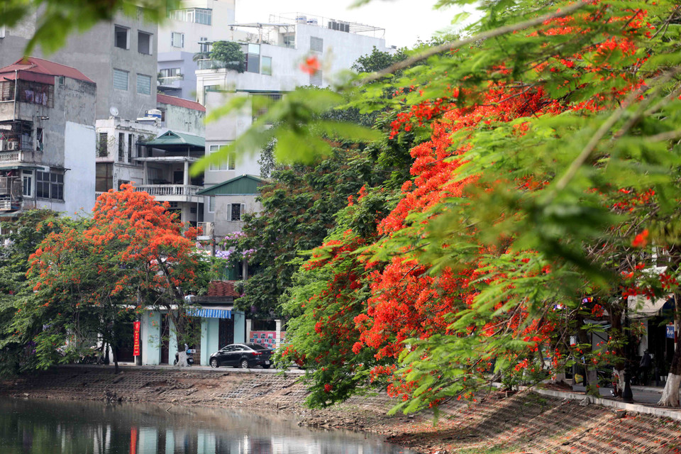 Hoa phượng nở cũng là lúc tín hiệu Hè về cùng với những tiếng ve kêu râm ran, báo hiệu một mùa chia xa của tuổi học trò với biết bao kỷ niệm. (Ảnh: Doãn Đức/Vietnam+)