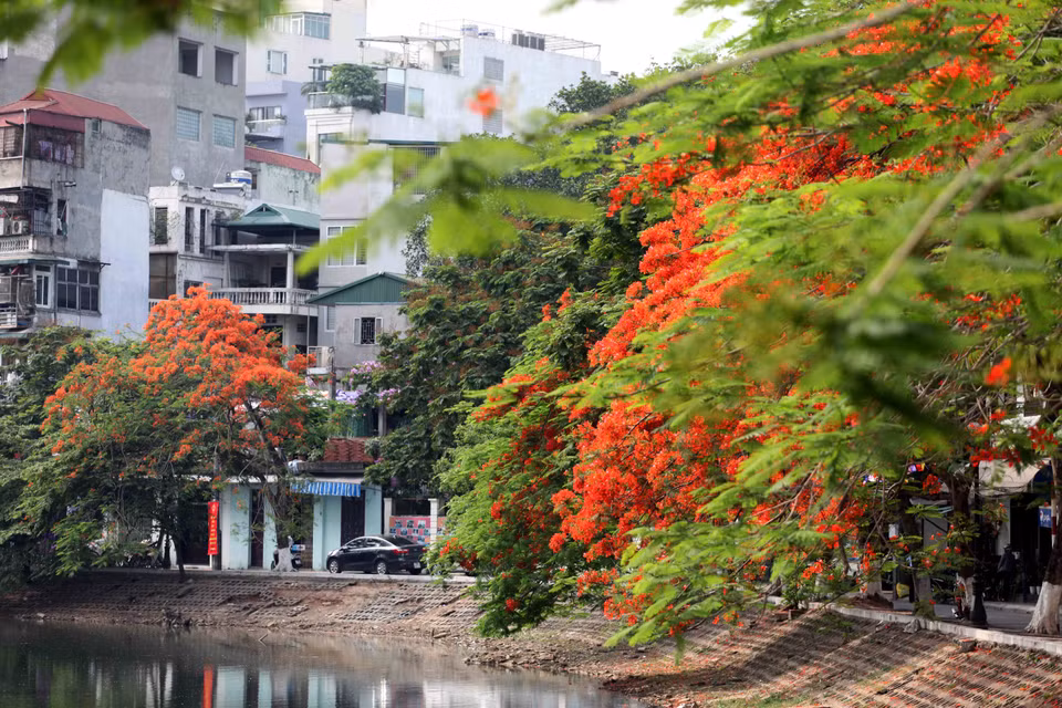 Hoa phượng nở cũng là lúc tín hiệu Hè về cùng với những tiếng ve kêu râm ran, báo hiệu một mùa chia xa của tuổi học trò với biết bao kỷ niệm. (Ảnh: Doãn Đức/Vietnam+)