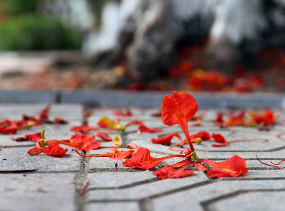 (Ảnh: Doãn Đức/Vietnam+)