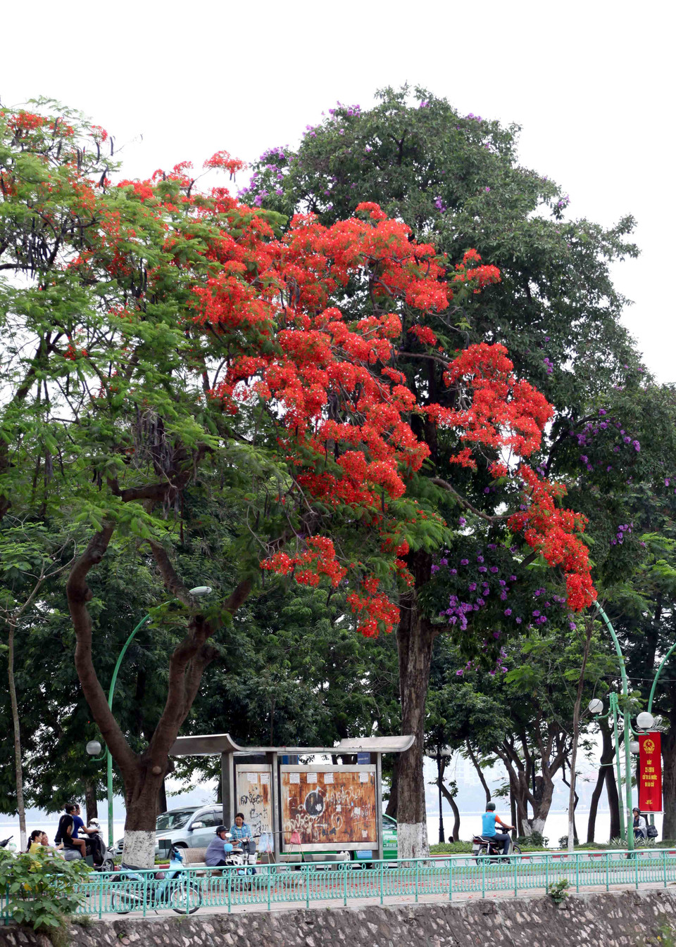 Phố phường tràn ngập sắc đỏ của hoa phượng. (Ảnh: Doãn Đức/Vietnam+)
