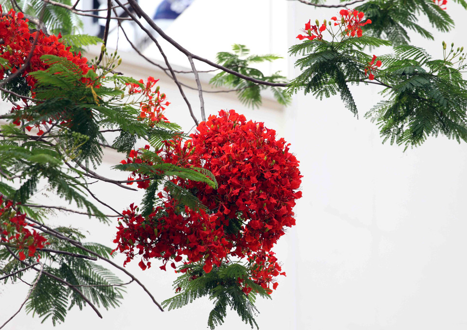 (Ảnh: Doãn Đức/Vietnam+)