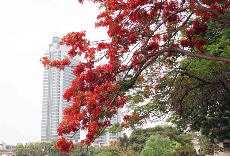 Đường phố dường như đẹp hơn với những sắc đỏ trên nền trời xanh trong vắt. (Ảnh: Doãn Đức/Vietnam+)
