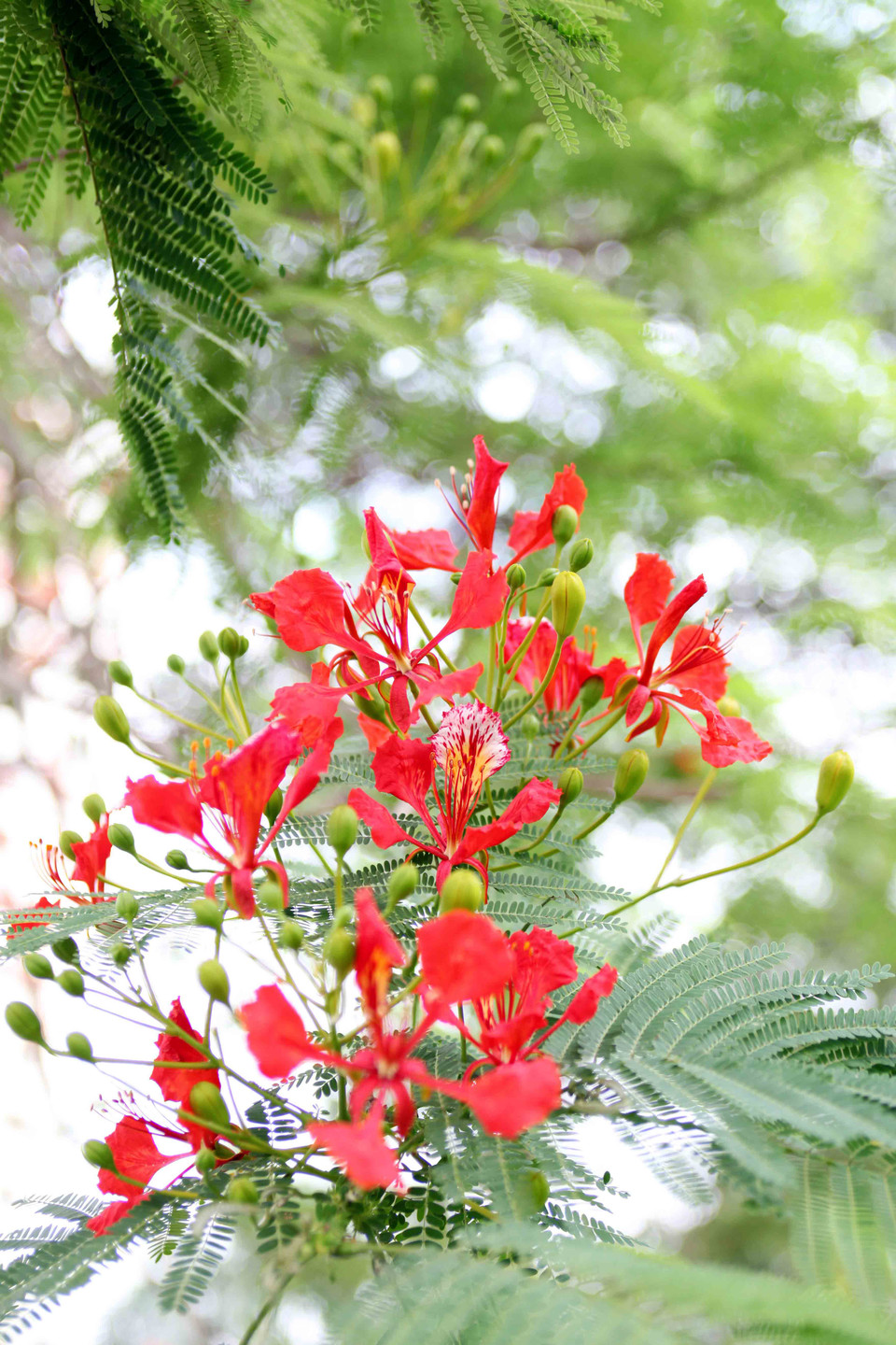 (Ảnh: Doãn Đức/Vietnam+)