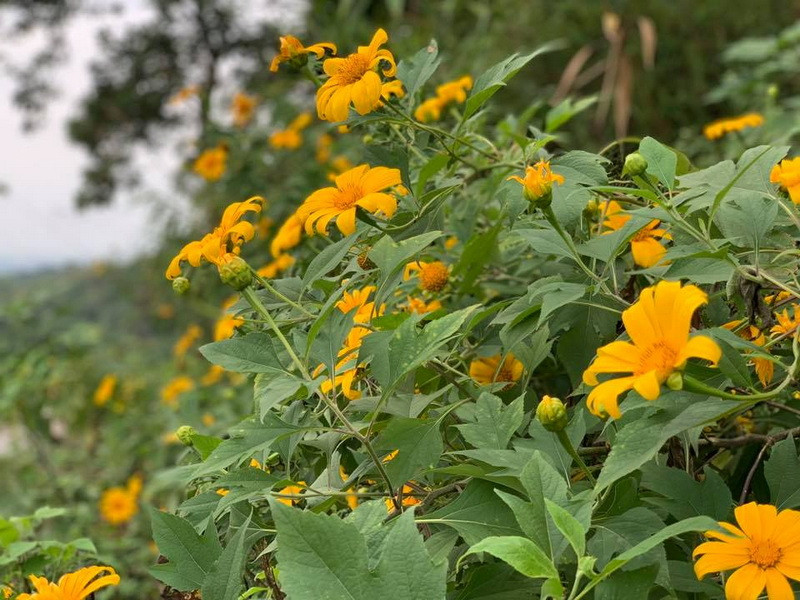 Hoa dã quỳ khoe sắc vàng óng cả một vùng trời