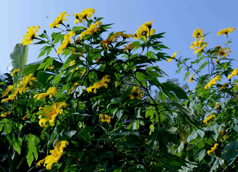 Hoa dã quỳ khoe sắc. (Ảnh: Quý Trung/TTXVN)