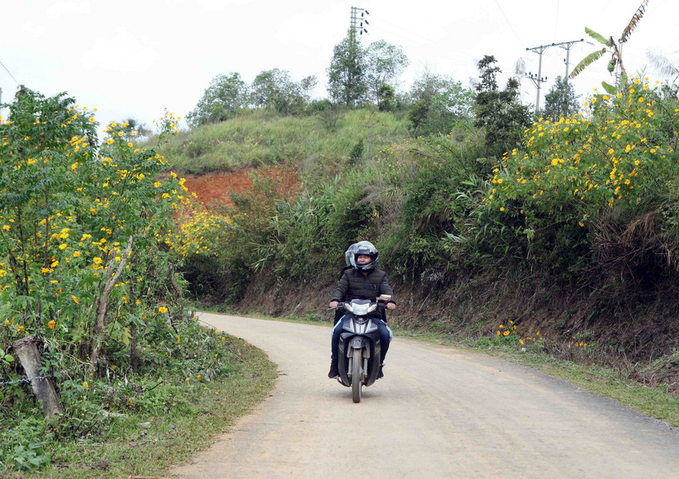 Hai bên đường của tỉnh lộ từ thành phố Lai Châu đi các xã biên giới hoa dã quỳ nở rực rỡ. (Ảnh: Quý Trung/TTXVN)