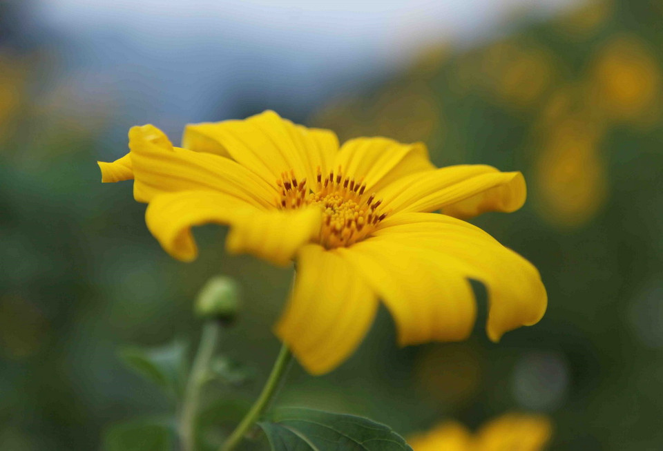 Hoa dã quỳ khoe sắc. (Ảnh: Quý Trung/TTXVN)