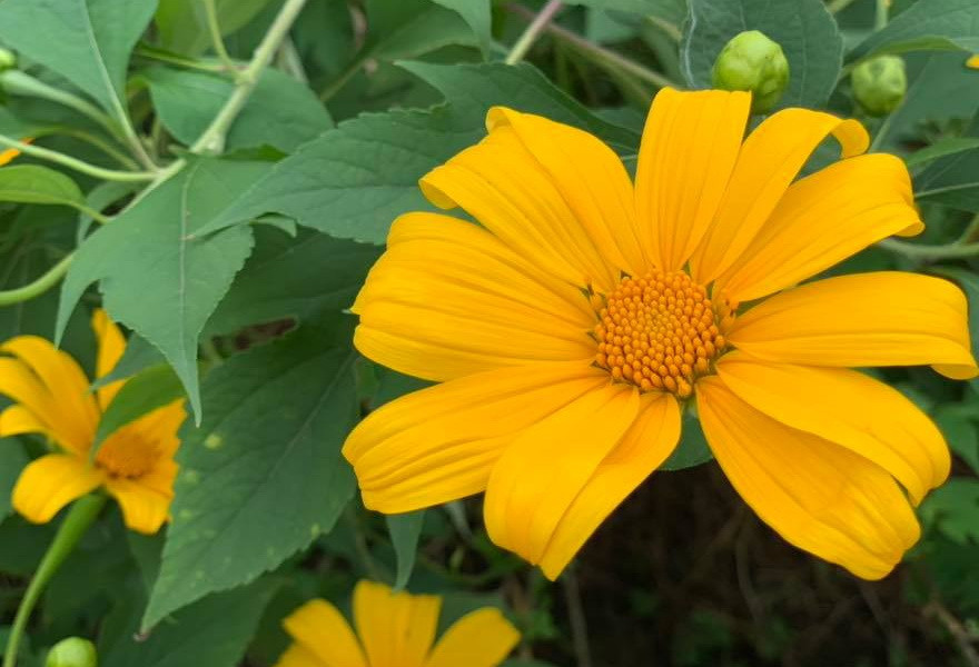 Những bông dã quỳ tươi tắn trong nắng gió miền sơn cước 