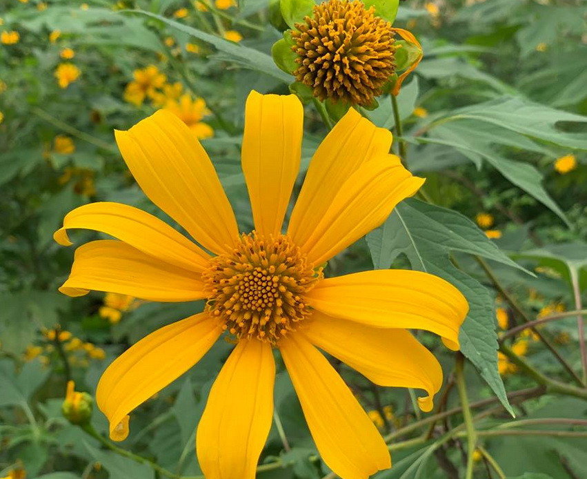 Nắng hanh heo dồn cả và sắc vàng dã quỳ 