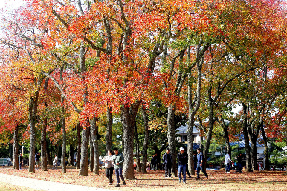 Vì nước Nhật trải dài theo hướng Nam Bắc nên thời gian lá chuyển màu đỏ ở các vùng cũng khác nhau. (Ảnh: Huy Hùng/TTXVN)