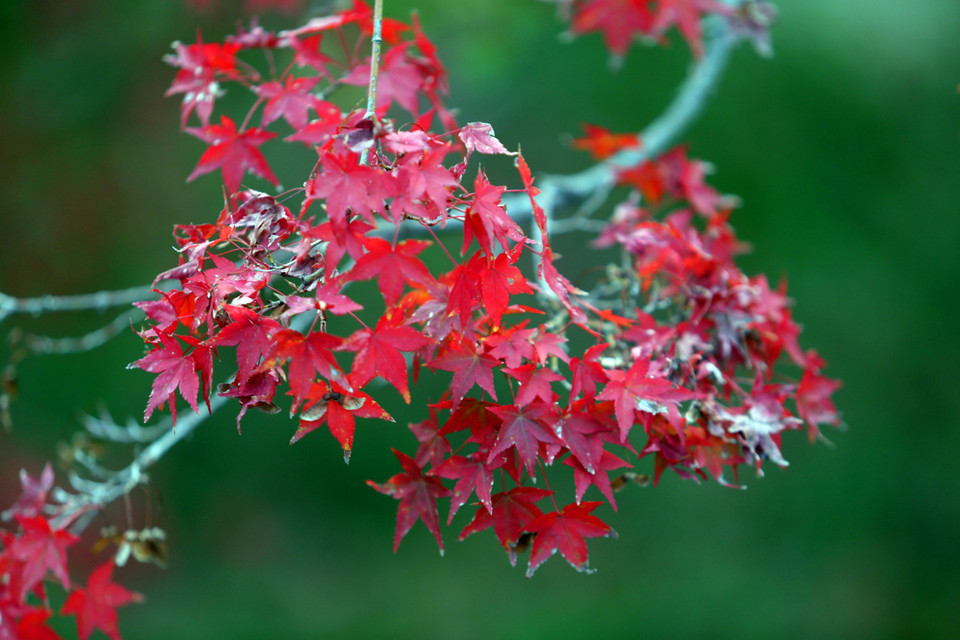 Mùa Thu ở Nhật Bản thường kéo dài từ tháng 9 đến tháng 11. Lúc này, khắp nơi nhuộm đủ những sắc màu rực rỡ của lá phong, lá thích và những hàng ngân hạnh (còn gọi là cây rẻ quạt). (Ảnh: Huy Hùng/TTXVN)