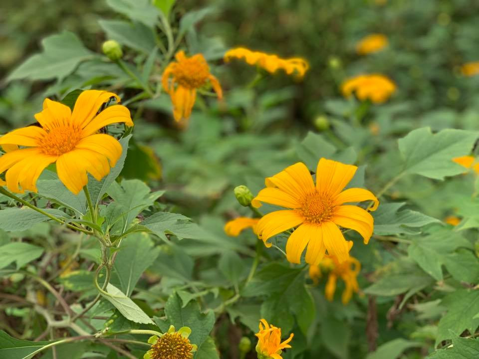 Hoa dã quỳ chỉ nở vào những ngày đầu đông khi thời tiết bắt đầu chuyển lạnh