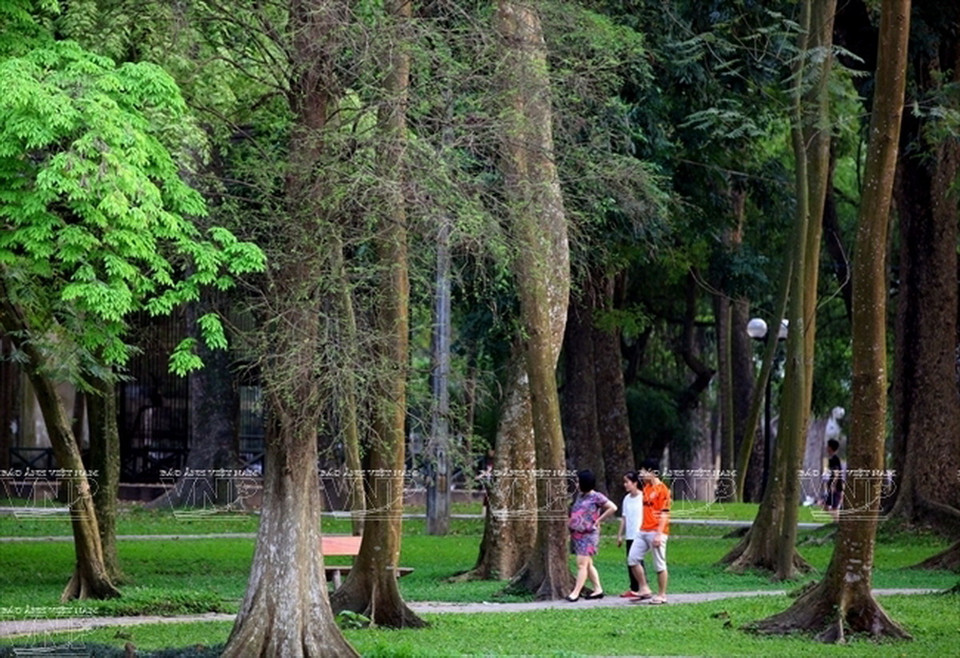 Người dân Hà Nội tản bộ dưới không khí trong lành tại vườn Bách Thảo.