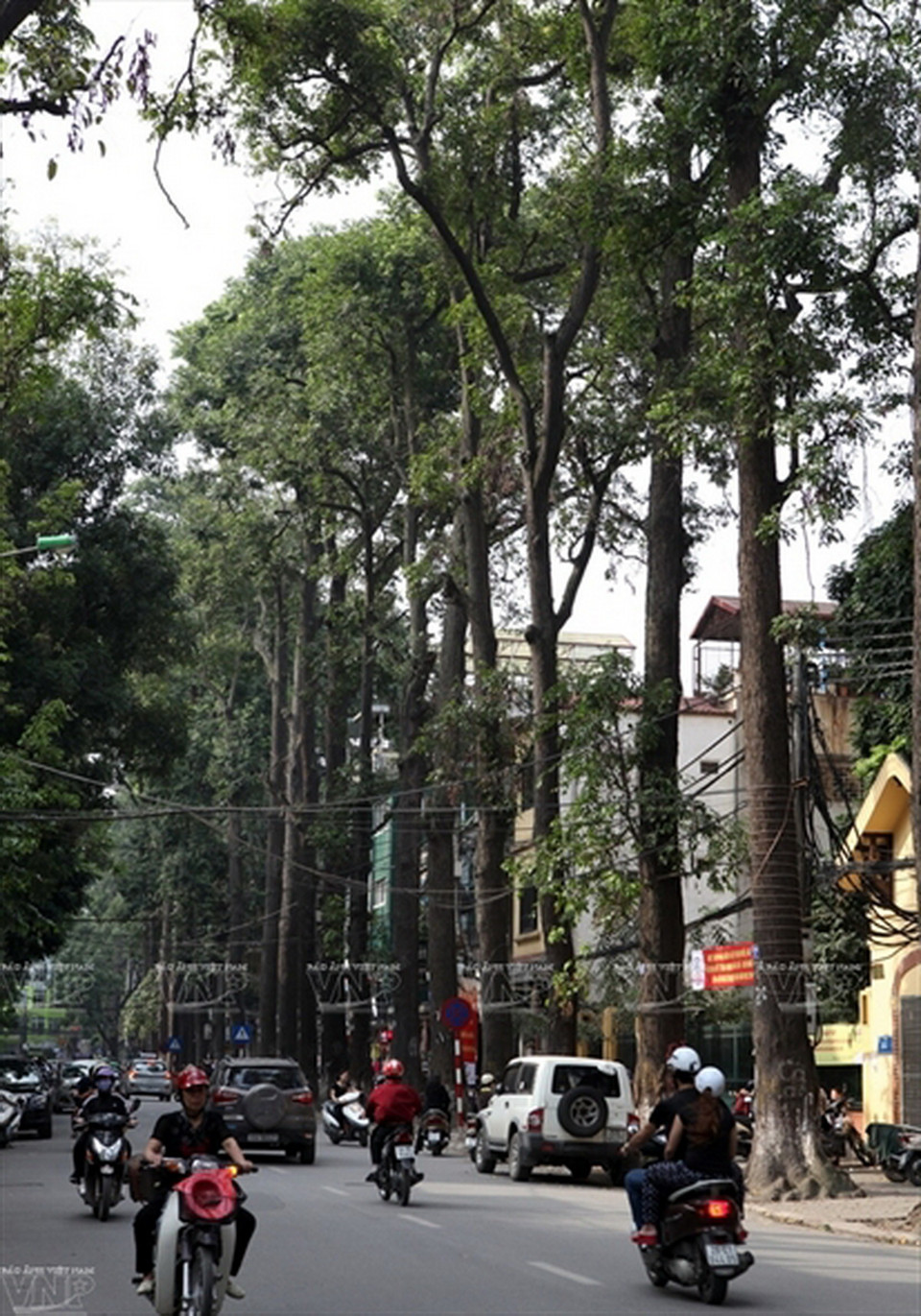 Hàng sao đen sừng sững năm trên phố Lò Đúc.