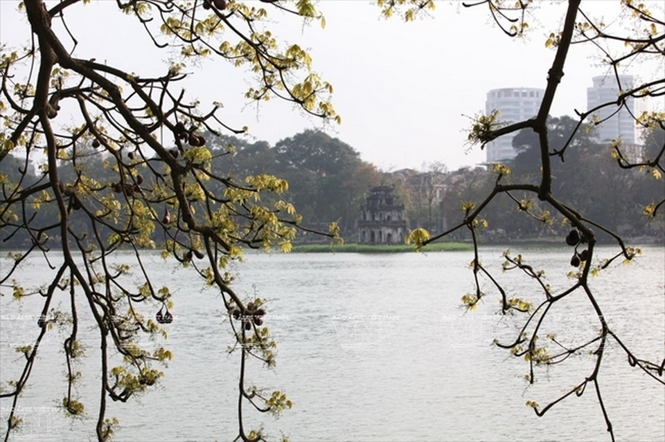 Cây mõ ở Hồ Gươm đâm chồi, lộc biếc vào mùa Xuân.