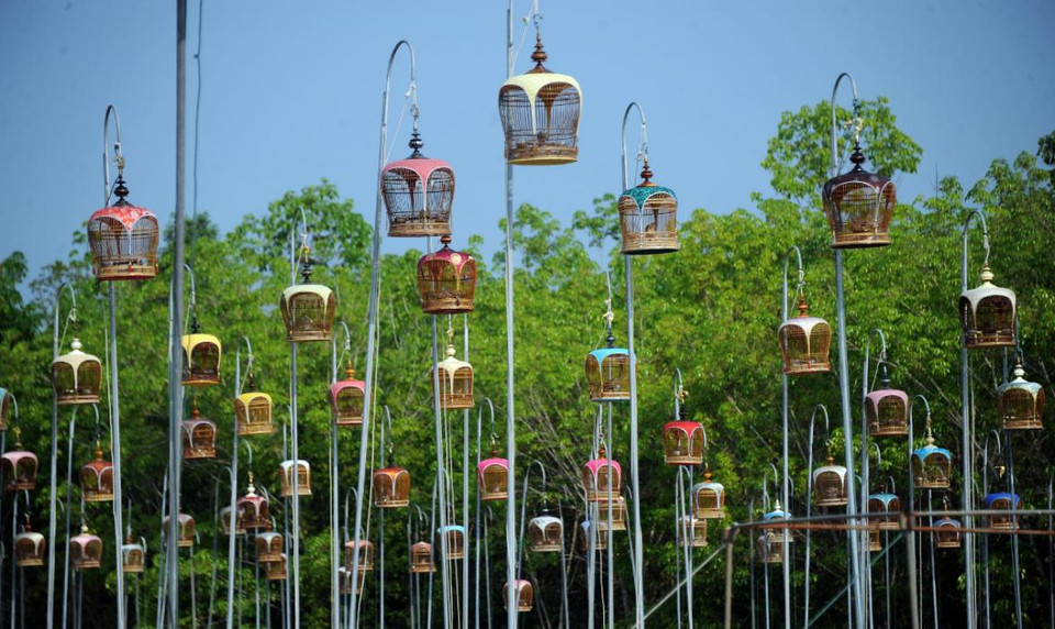 Hình ảnh những chú chim trong lồng tại cuộc thi tiếng chim ca được tổ chức tại quận Rueso, tỉnh Narathiwat thuộc miền nam Thái lan vào ngày 22 tháng 3 năm 2015. Hàng trăm chủ chim đến từ Thái Lan, Malaysia, Singapore và Indonesia đã tham gia vào cuộc thi truyền thống được tổ chức hàng năm này. (Nguồn: AFP)