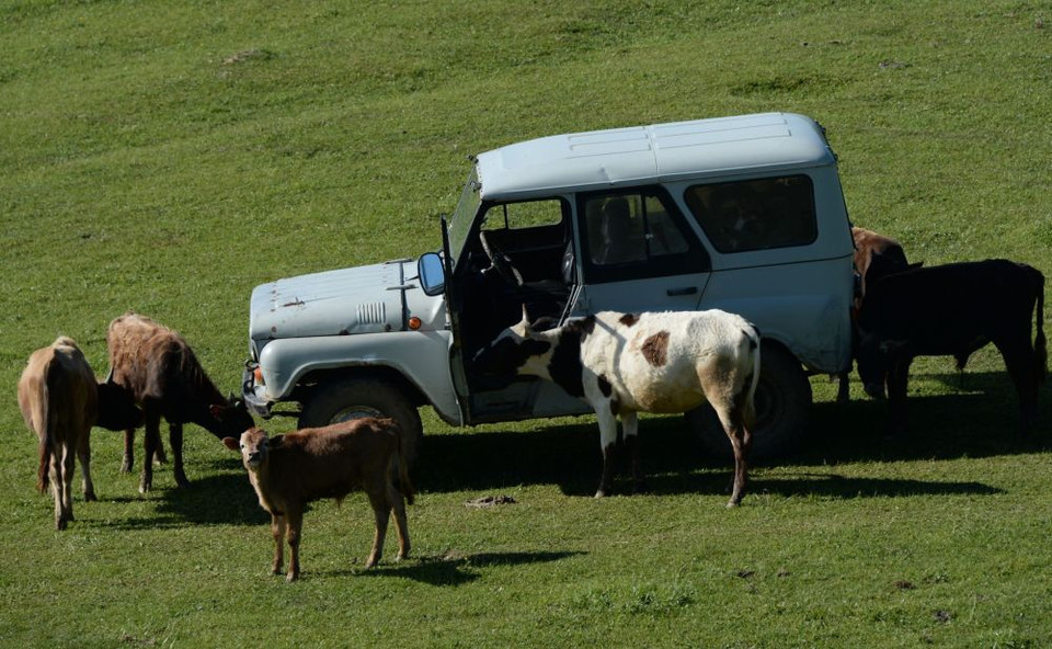 Những con bò trên đồng cỏ gần làng Benoi, nước Cộng hòa Chechnya, Liên bang Nga. (Nguồn: sputniknews)