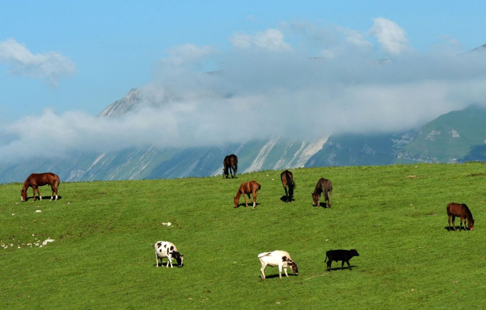 Gia súc trên một cánh đồng cỏ gần làng Benoi, nước Cộng hòa Chechnya, Liên bang Nga. (Nguồn: sputniknews)