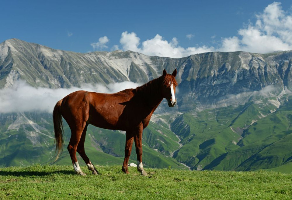 Một chú ngựa đứng trên bãi cỏ tuyệt đẹp ở làng Benoi, Cộng hòa Chechnya, Liên bang Nga. (Nguồn: sputniknews)