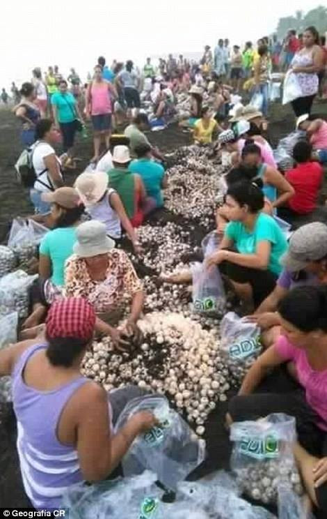 Nhiều du khách thậm chí chặn đường đi, chạm vào rùa, đứng trên tổ rùa và đặt trẻ con lên lưng rùa để chụp ảnh, khiến nhiều con rùa sợ hãi quay trở lại biển mà không kịp đẻ trứng. (Nguồn: CCTVNews)