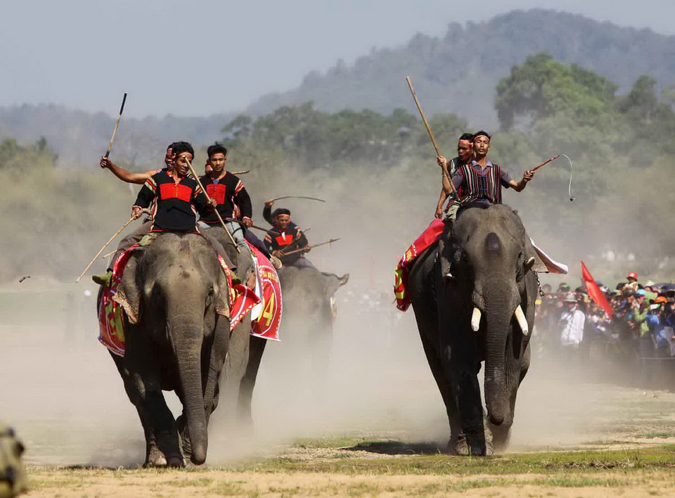 Dưới sự điều khiển của nài voi, các voi đua tăng tốc về đích trong sự hò reo của khán giả.