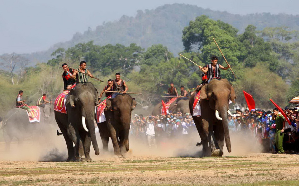 Dưới sự điều khiển của nài voi, các con voi đang tăng tốc về đích. (Ảnh: Dương Giang/TTXVN) 