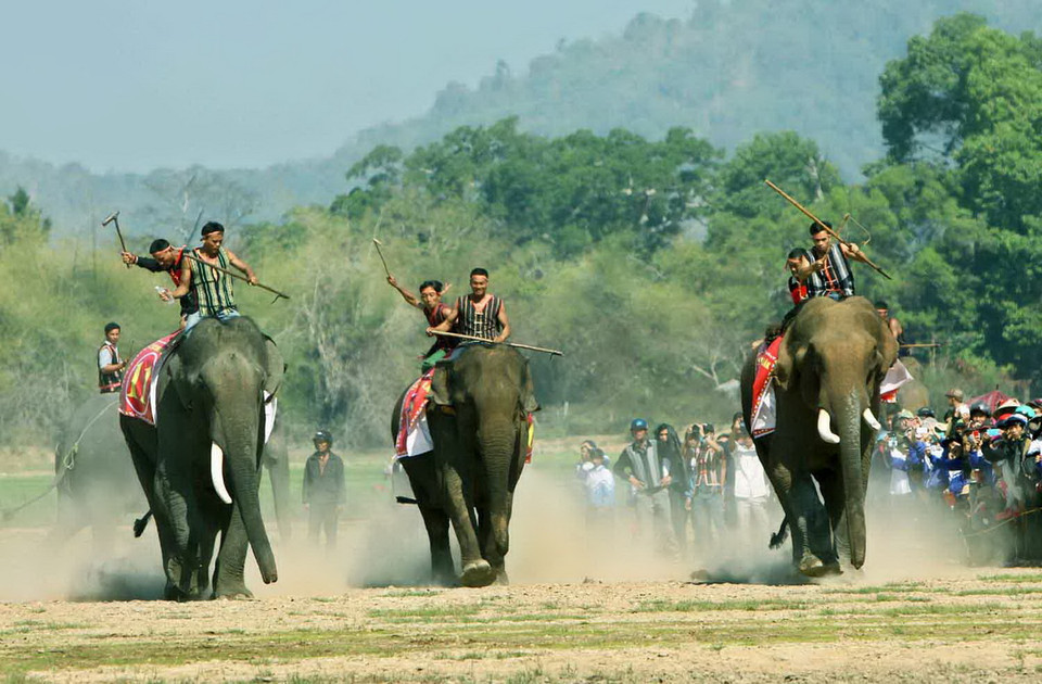 Dưới sự điều khiển của nài voi, các con voi đang tăng tốc về đích. (Ảnh: Dương Giang/TTXVN) 