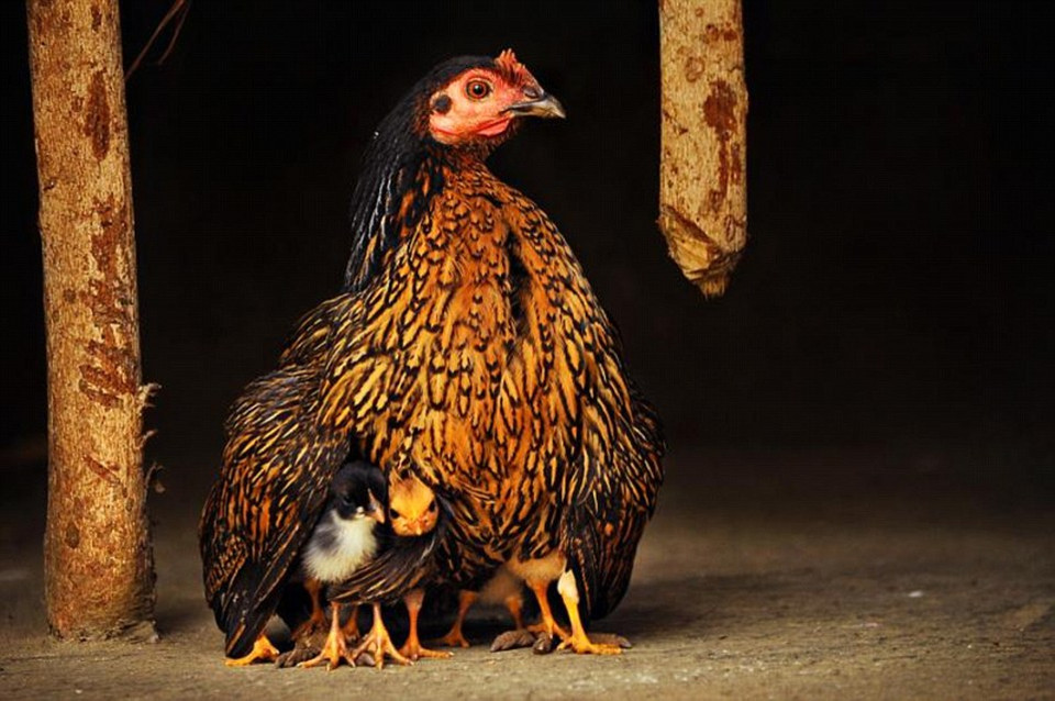 Tác phẩm 'Warmth:' Đàn gà con đàn trú dưới lông gà mẹ. (Nguồn: Dailymail)