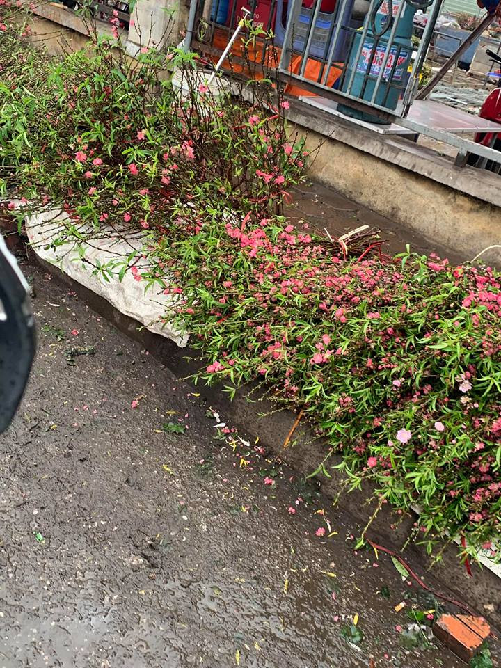 Những bó đào răm, đào cảnh sẵn sàng phục vụ người Hà Nội lễ Rằm tháng Giêng (Ảnh: PV/Vietnam+)