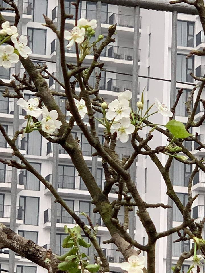 Những đóa trắng đầy hoang dại (Ảnh: PV/Vietnam+)