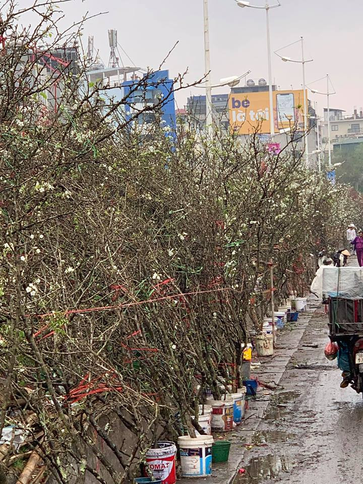 Hoa lê rừng về ngập phố Hà Nội (Ảnh: PV/Vietnam+)