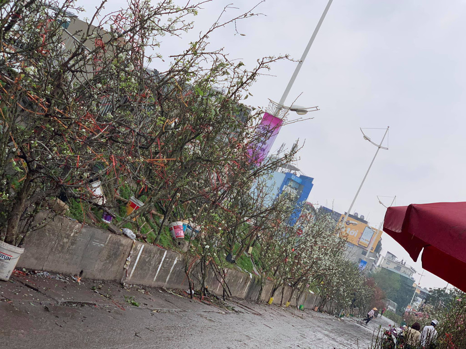 Dọc con phố chợ hoa Quảng Bá ken đầy lê trắng (Ảnh: PV/Vietnam+)