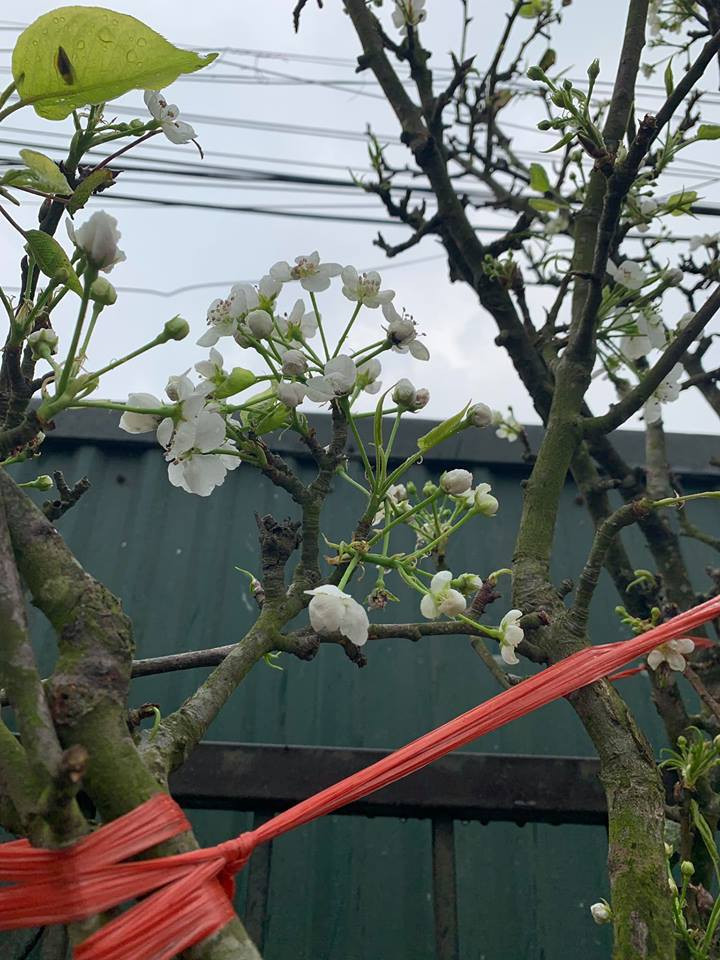 Những chùm hoa lê đua sắc (Ảnh: PV/Vietnam+)