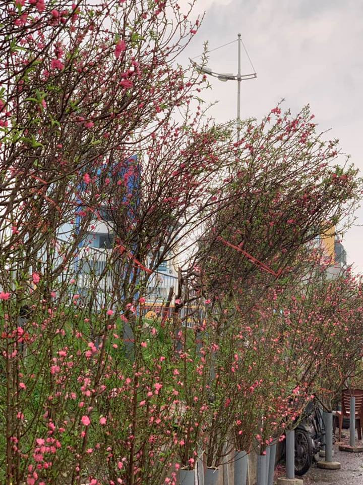 Những cành đạo khủng đưa từ miền núi về (Ảnh: PV/Vietnam+)