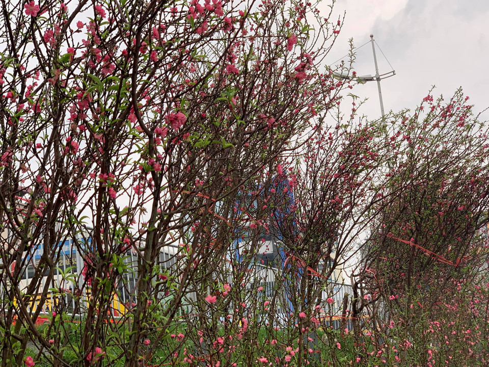 Sau những ngày đón Tết Nguyên đán trong tiết trời nắng nóng, dường như người dân Thủ đô sẽ được đón rằm Tháng Giêng trong tiết trời mưa rét đúng nghĩa và những sắc đào, lê rừng tuyệt đẹp. (Ảnh: PV/Vietnam+)