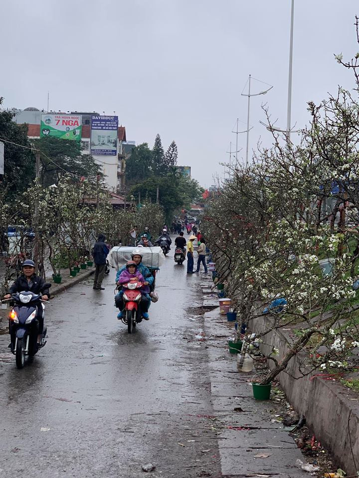 Gần 1 cây số hai ven đường chợ hoa Quảng Bá lê, đào chen nhau đua nở (Ảnh: PV/Vietnam+)