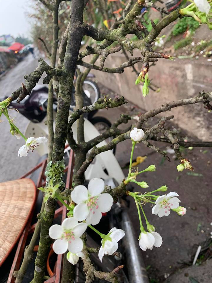 Dù nở nhiều nhưng lộc mầm vẫn còn rất nhiều, người bán lê nói rằng chơi hết Giêng, Hai...(Ảnh: PV/Vietnam+)